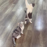 Cute Bird Design Cat Teaser Toy, SimulationParrot Cat Teaser Toy - Animals & Pet Supplies | Buy Online in UK