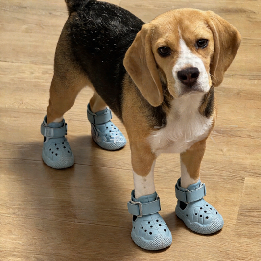 Dog Shoes