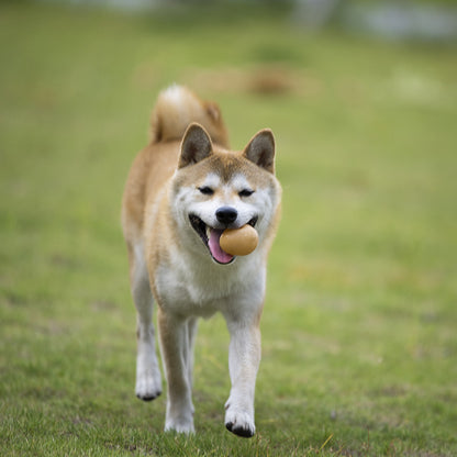 Pet Toy Ball - Dog Toys | Buy Online in UK