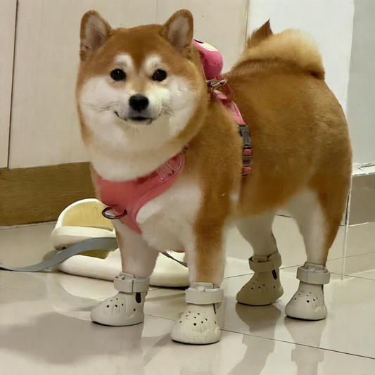 Dog Shoes